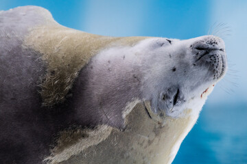 Close-up of a crabeater seal -Lobodon carcinophaga- resting on a small iceberg near the fish islands on the Antarctic peninsula