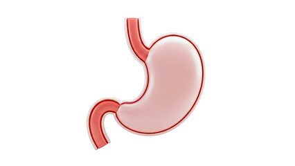 3D Rendering of the Human Stomach