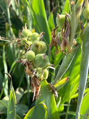 Obraz premium close up of a green plant with bud of canna lily