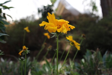 Obraz premium Close-up view of a vibrant yellow flower with ruffled petals standing tall in a garden, surrounded by other yellow blossoms and green foliage under natural light.