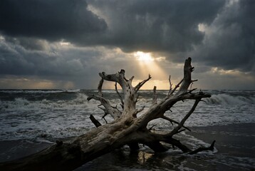 Large gnarled driftwood lying on wet sand near crashing waves under dark stormy sky with sunbeams