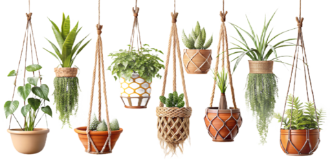 Hanging plants in woven macrame plant hangers on white background isolated on a transparent background
