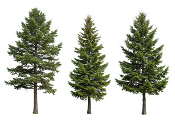 Fototapeta premium Six distinct photorealistic evergreen trees (spruce, cedar) with brown trunks, vibrant green foliage, isolated on a transparent studio background with copy space, ideal digital asset collection