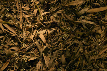 Leaves foliage ground dry autumn texture, close-up of fallen brown leaves on forest floor with warm night light, natural decay pattern, detailed organic surface and seasonal layers.