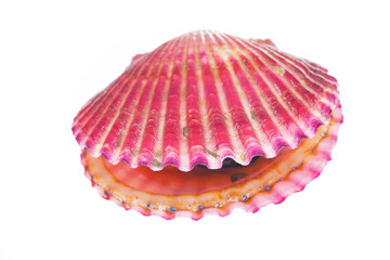 Scallops isolated on a white background