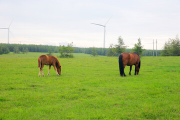 Naklejka premium Horses grazing on a green forest meadow