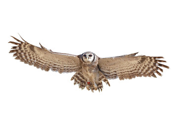 Beautiful flying Verreaux's eagle-owl isolated on transparent background png file