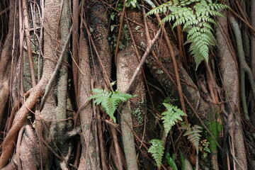 Ferns Among Twisted Tree Roots