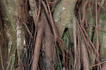 Tangled Roots of an Ancient Tree