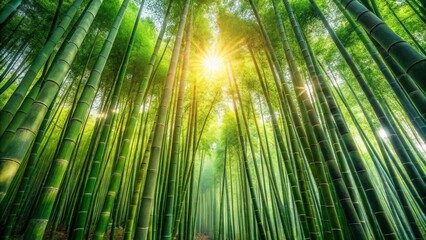 Dense bamboo forest with green foliage and sunlight filtering through the trees