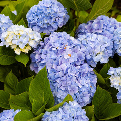 Blue hydrangea flowers in full bloom with green leaves. Outdoor garden setting in Portugal. Close-up of vibrant petals and foliage.