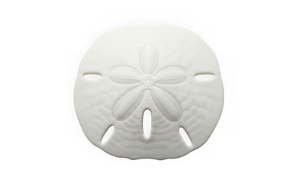 White sand dollar on isolated transparent background