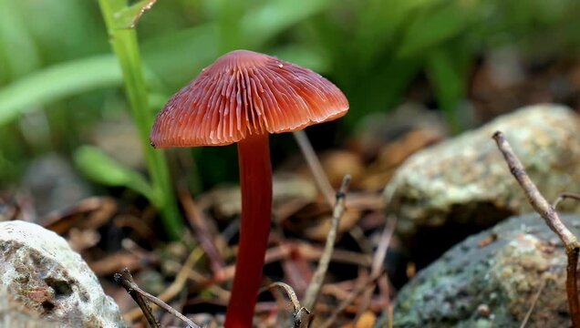 scientific 4K nature close up featuring Pycnoporus sanguineus distinctive white rot fungus commonly found in tropical environments characterized by its lea ry cap structure and prominent vibrant red