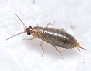 Obraz premium A macro shot of a small, brown insect with pincers at the rear, long antennae, and multiple legs against a white, textured background
