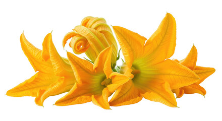 Fototapeta premium Close Up Shot Of Yellow Squash Blossoms With Transparent Background