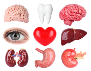 Collection of Human Organs Isolated on Transparent Background Including Brain Heart Kidney Stomach Liver and Eye