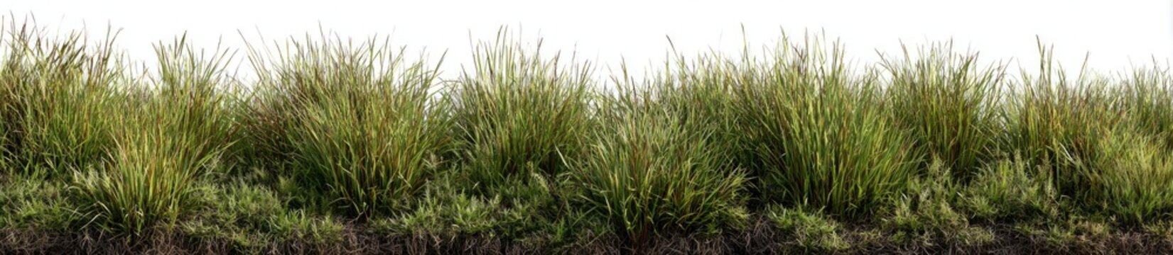 Patch of grass on soil