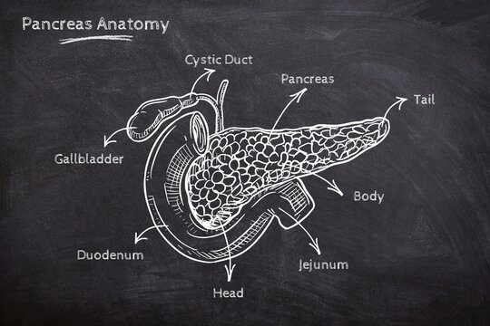 A hand-drawn chalkboard diagram of human pancreas anatomy, showing the head, body, and connections to the duodenum and gallbladder for medical education
