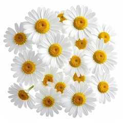 Overhead shot of a cluster of white daisies with yellow centers