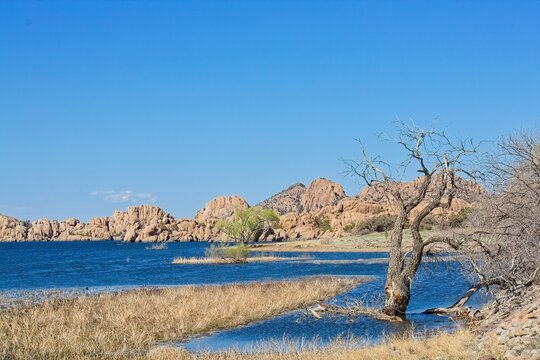 A large tree on the shore of Watson Lake with the rocks of the Granite Dells in the background. Prescott, Arizona.