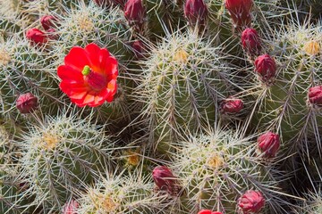 Closeup of Claret-Cup Cactus, Echinocereus triglochidiatus, in bloom with vivid red flowers. Arizona.