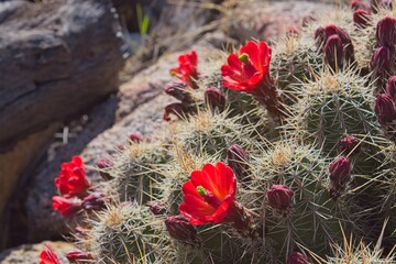 Closeup of Claret-Cup Cactus, Echinocereus triglochidiatus, in bloom with vivid red flowers. Arizona.