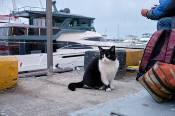 Cat waiting for the catch sitting near fisher. Sochi. Krasnodar Krai, Russia