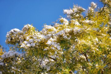 Silver wattle under the snow. Sirius. Krasnodar Krai. Russia