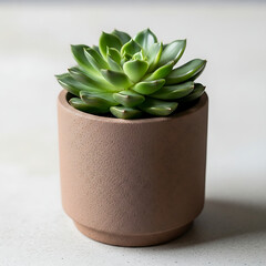 A small green succulent in a clay pot