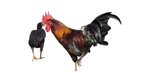 Two chickens one with a vibrant red comb and the other with black feathers on a plain white transparent background and plain white background