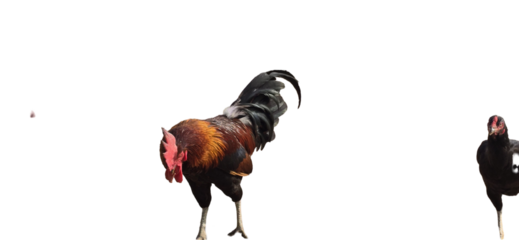 Colorful rooster standing confidently with its feathers displayed prominently against a clean white background cutout