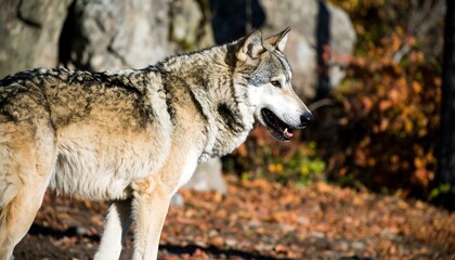 A majestic wolf in profile, captured in a natural habitat with autumnal foliage and rocky background, exhibiting attentive gaze