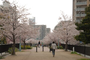 桜咲く遊歩道と歩く人々の風景