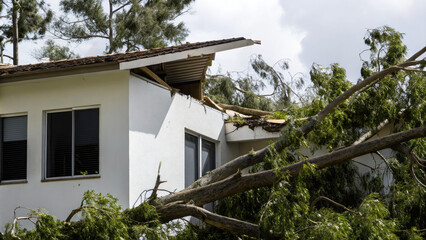 Tree falls on a house roof during storm concept. Damaged house roof with fallen tree after a storm impact.