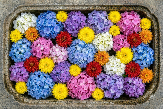 Top view of colorful hydrangeas and chrysanthemums floating in a Japanese stone water basin (Hanachozu)