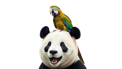 Naklejka premium Happy Smiling Panda with Blue and Gold Macaw Parrot on Head isolated PNG with Transparent Background
