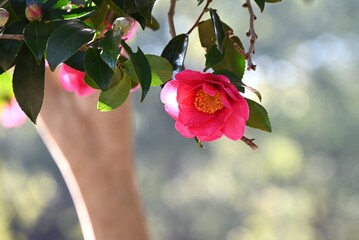Camellia sasanqua flowers. Theaceae evergreen flowering tree. Red, pink or white five-petal flowers bloom from late autumn to early winter.