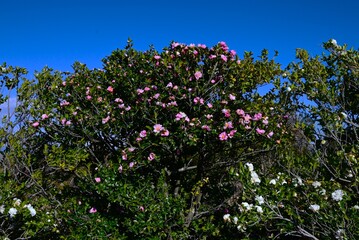 Camellia sasanqua flowers. Theaceae evergreen flowering tree. Red, pink or white five-petal flowers bloom from late autumn to early winter.