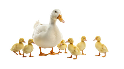 White mother duck with seven cute yellow ducklings isolated PNG with Transparent Background