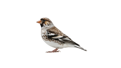 Small brown and white Snow Bunting bird isolated PNG with Transparent Background