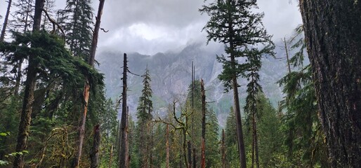 sunset in the forest