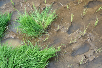 Rice seedlings ready to be planted in the rice fields                                           