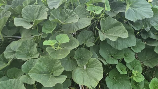 Close-up of Dense Green Bottle Gourd Leaves on Bamboo Trellis in Bangladesh - Raw 4K UHD 30fps

