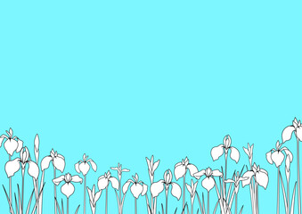 ブルーのさわやかな背景に白いアイリスが並ぶ線画フレーム　ベクターイラスト