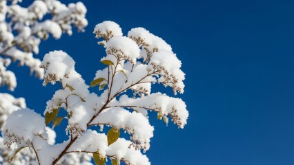 Delicate branches covered in fresh white snow against a vibrant, clear blue winter sky. Cold, crisp, and serene nature scene.