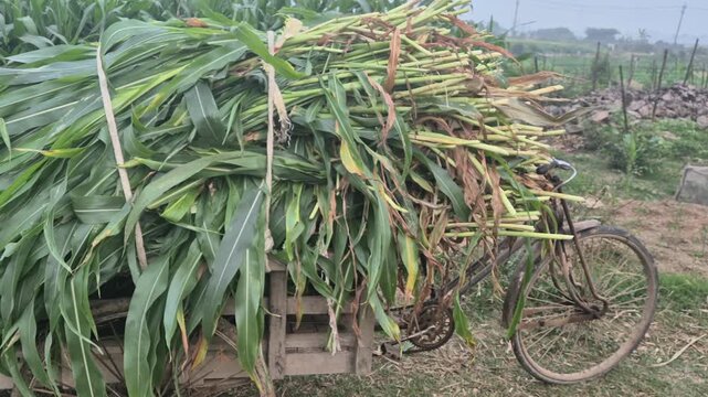 Side View of Fresh Green Fodder Grass Loaded on Van for Cattle in Bangladesh - Raw 4K UHD 30fps

