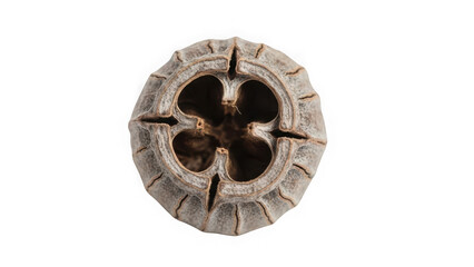 seed pod with four compartments inside