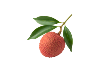 lychee fruit with leaf set against a white background

