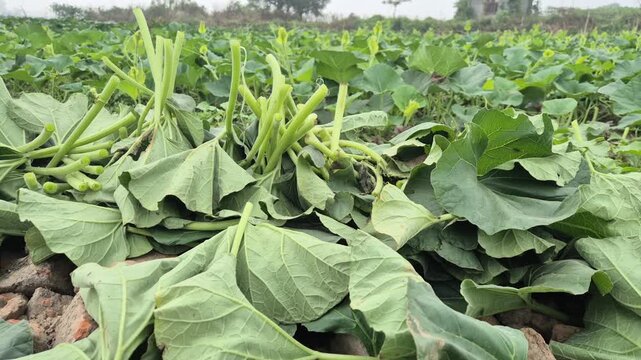 Freshly Harvested Bottle Gourd Leaves Piled for Sale in Agricultural Field of Bangladesh - Raw 4K UHD 30fps

