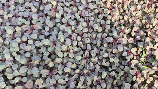 Top View of Small Red Malabar Spinach Seedlings Growing in Field of Bangladesh - Raw 4K UHD 30fps

